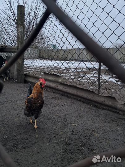 Домашняя птица