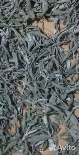 Шалфей белый