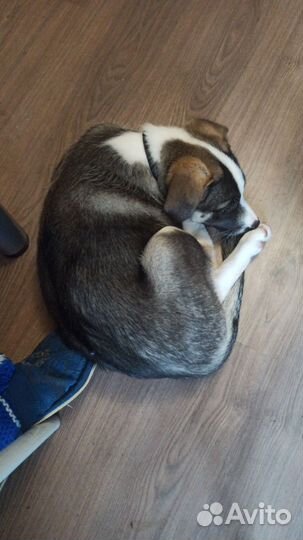 Щенок в добрые руки бесплатно