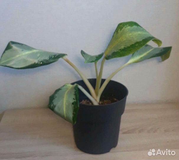 Аглаонема Уши слона Призрак Роял Даймонд