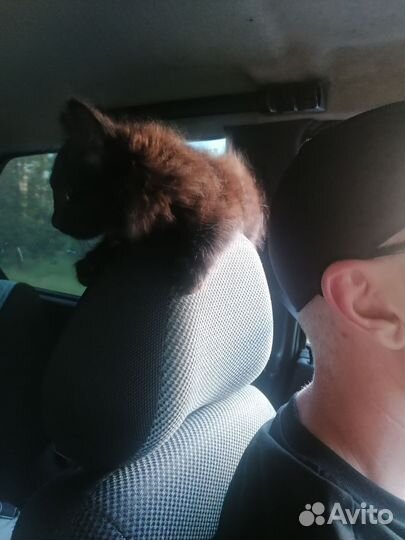 Котята в добрые руки мальчик и девочка
