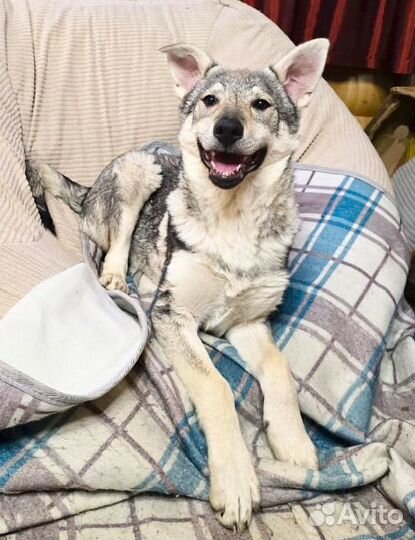 Щенки волкособа