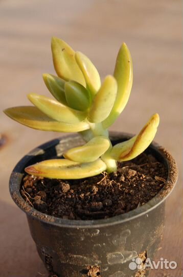 Суккуленты