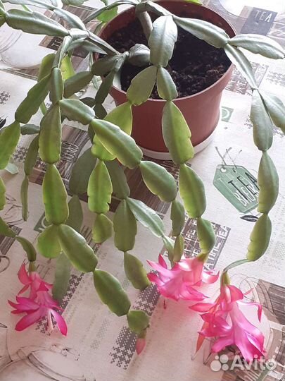 Декабрист шлюмбергера или зигокактус розовый