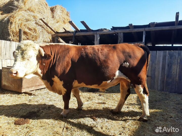 Быки породы герефордская