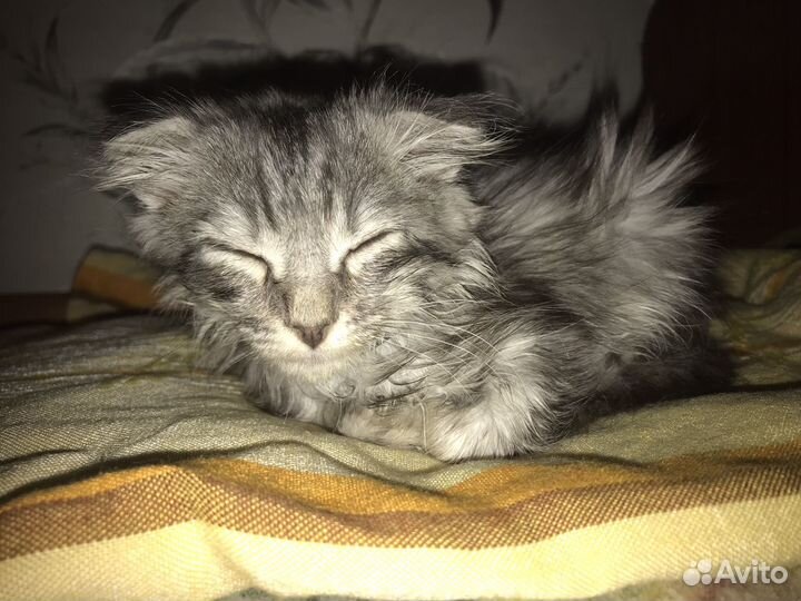 Котята хайленд фолд