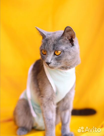 Метис британки кошка Лия