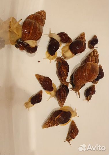 Улитки ахатины