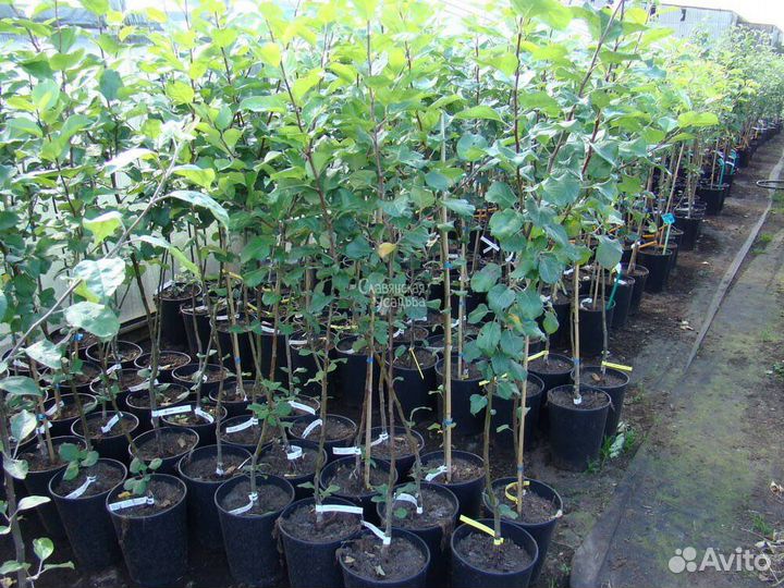 Саженцы яблонь с зкс