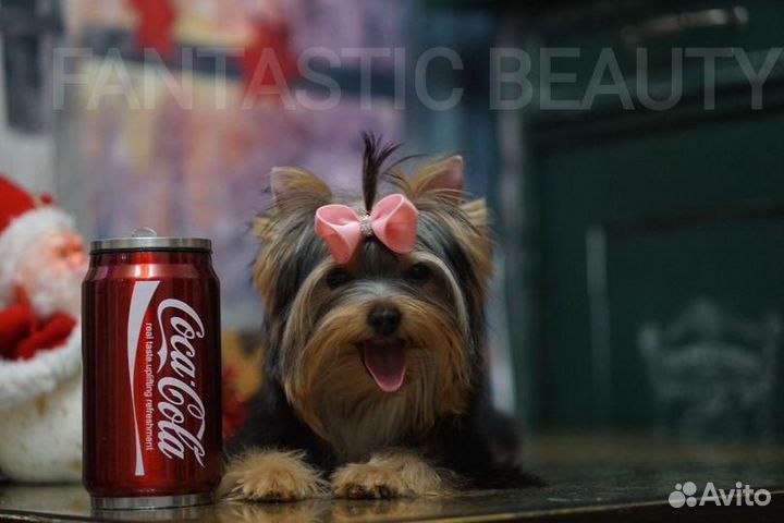 Йоркширский терьер