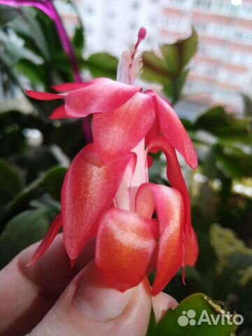 Сортовые шлюмбергеры