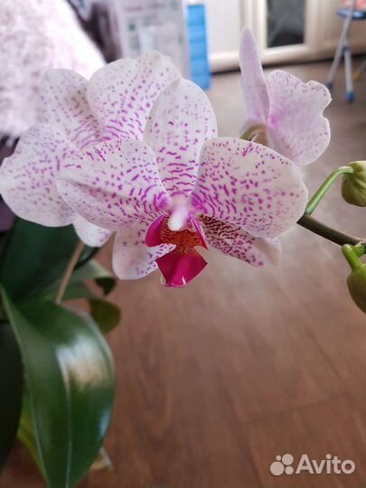 Орхидея фаленопсис, дендробиум нобиле