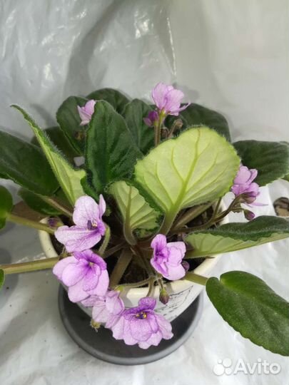 Цветущие фиалки, сенполия фиалкоцветная