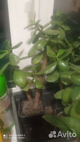 Денежное дерево, кактусы эхинопсис, лимон