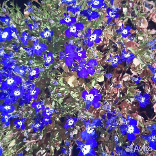 Петуния, лобелия