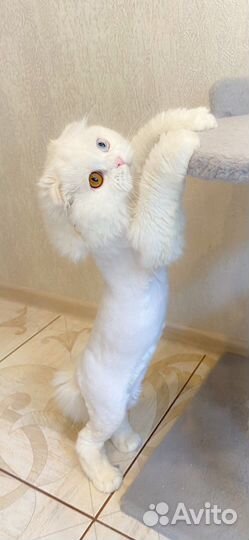 Шотладский котик