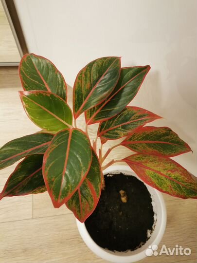 Аглаонема Крит