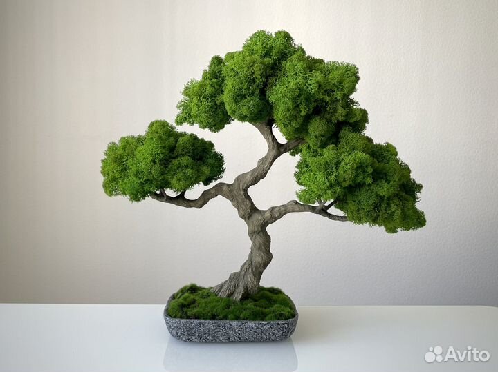 Бонсай Рорин