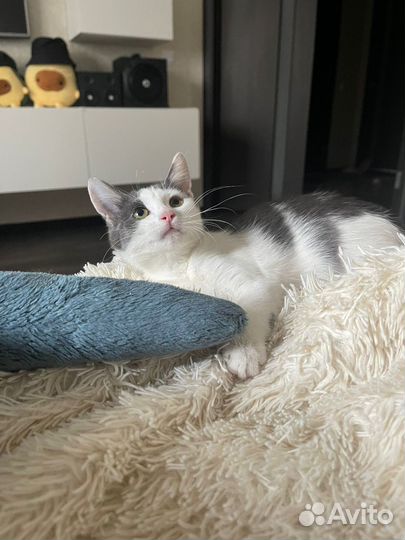 Котенок в добрые руки