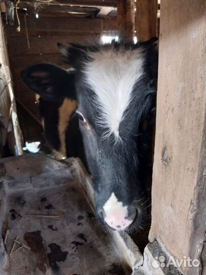 Продаю телят