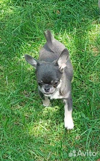 Чихуахуа голубо подпалый красавец
