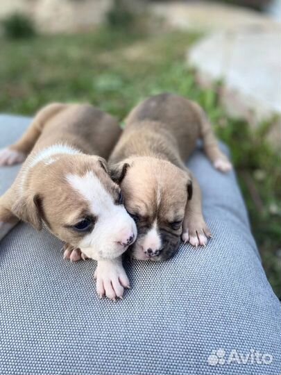 Щенки стаффа