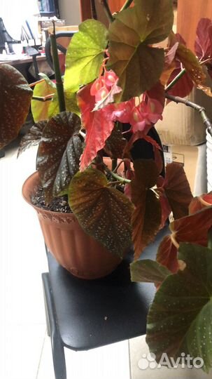 Большой комнатный цветок