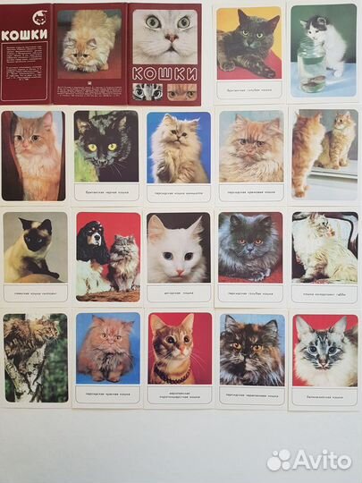 Набор открыток Кошки