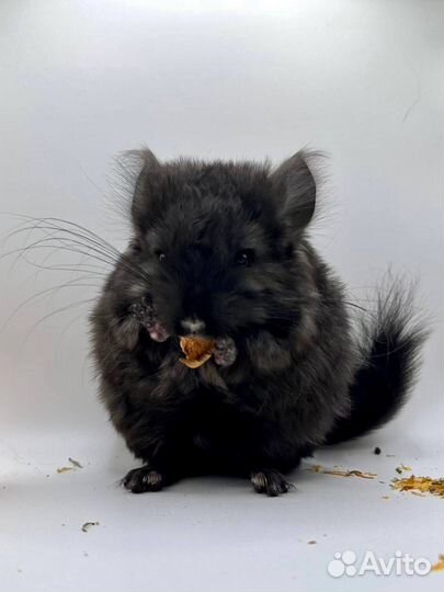 Шиншиллы мальчики и девочка