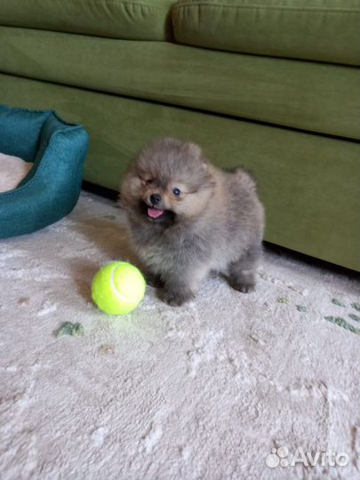 Померанский шпиц медвежьего типа