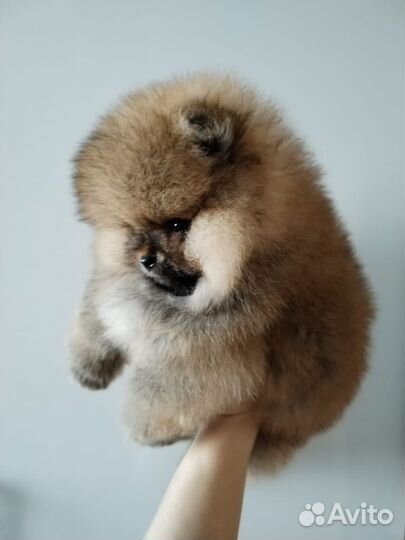 Померанский шпиц мини мишка