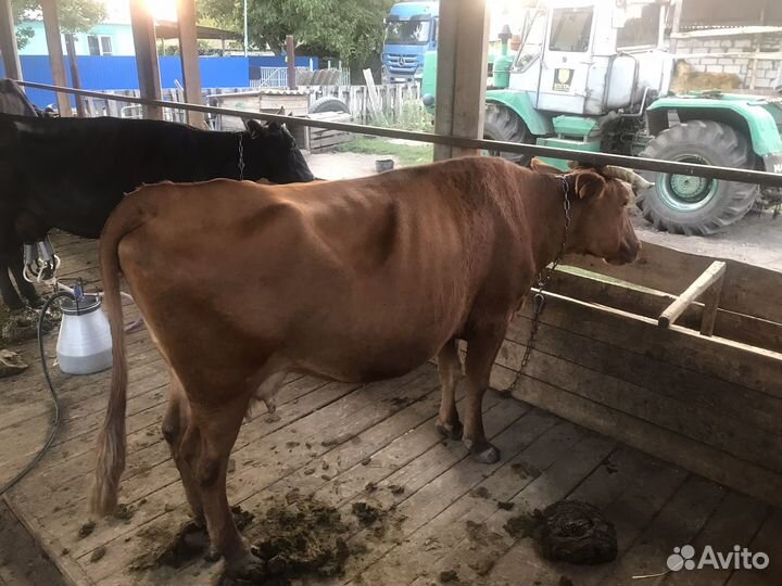 Продается дойные коровы