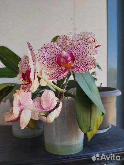 Орхидея Сезам