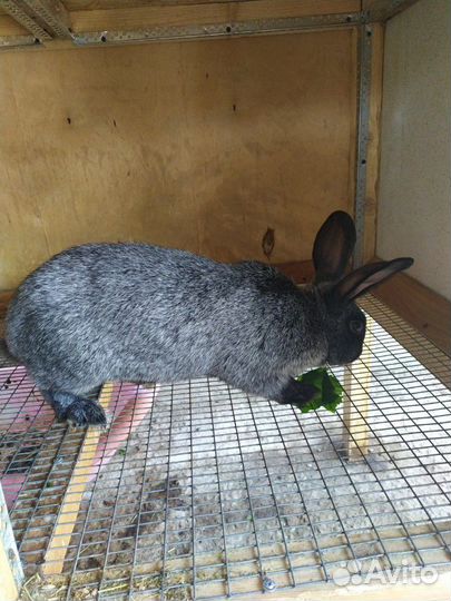 Кролики на племя