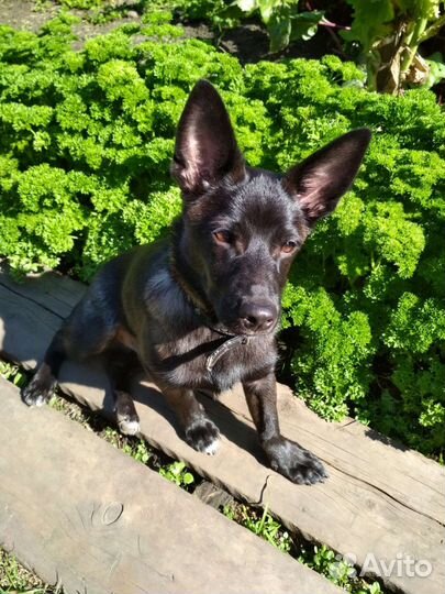 Небольшой щенок в добрые руки