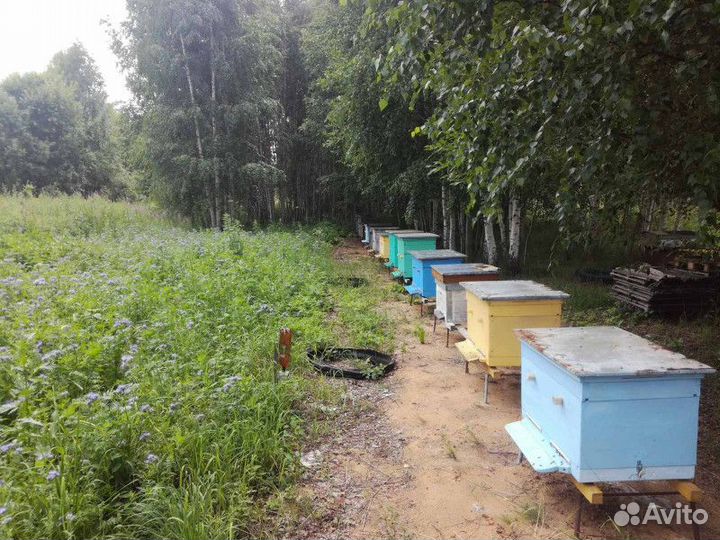 Мед свежий натуральный. Разнотравье