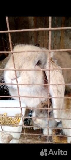 Кролики Французский баран