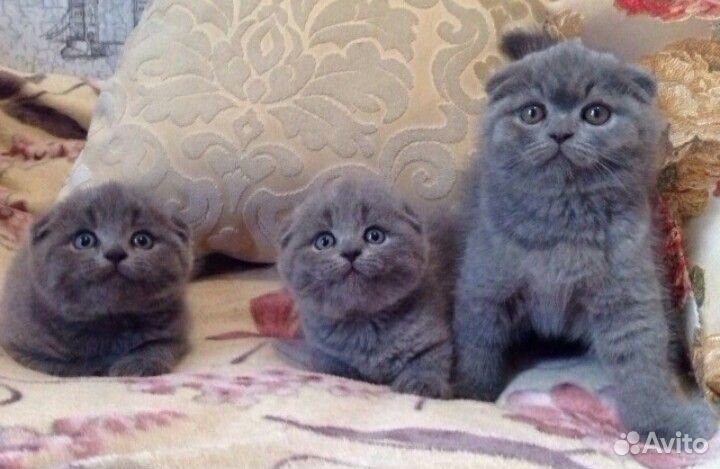 Вислоухие и прямоухие котята