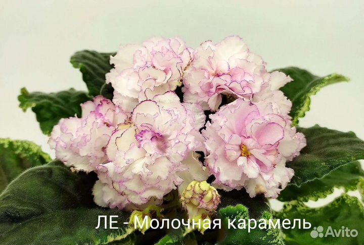 Сортовые фиалки