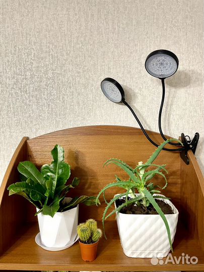 Фитолампа для растений