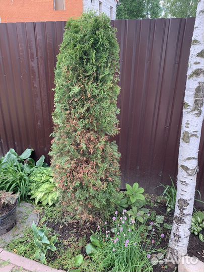 Туя западная Колумна