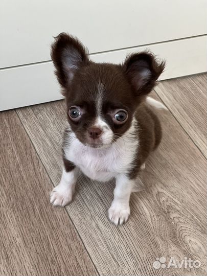 Чихуахуа из питомника