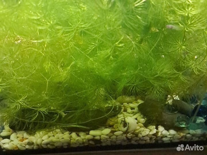 Аквариумное растение