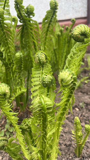 Участок 10 сот. (СНТ, ДНП)