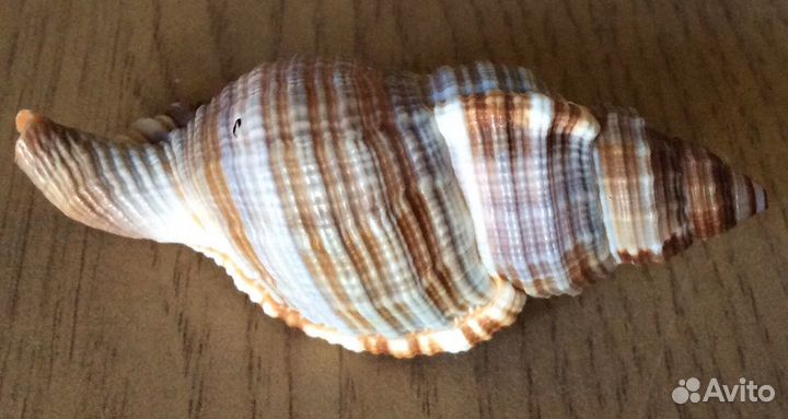 Коллекция ракушек