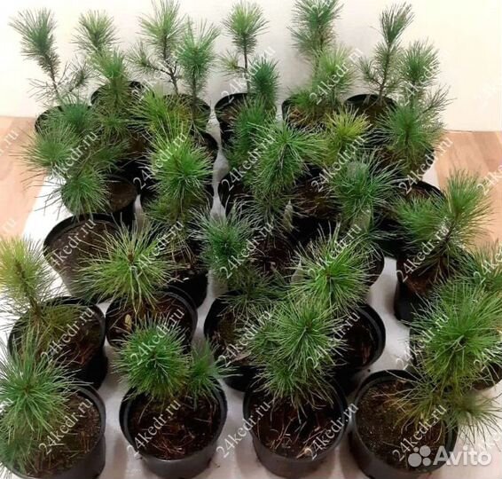 Саженцы кедра от производителя