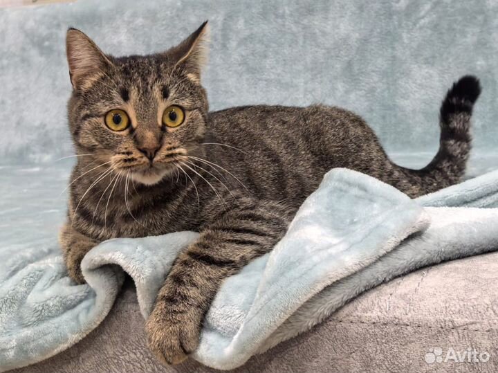 Кошка окраса табби