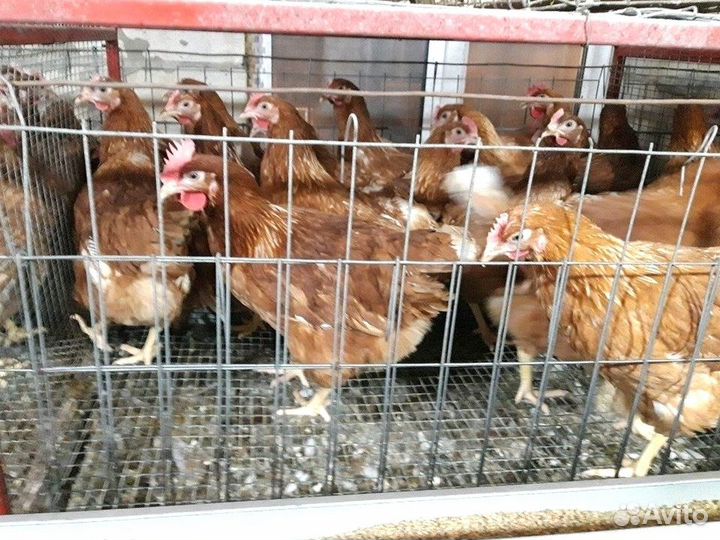Куры несушки