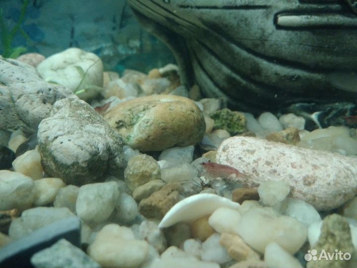 Креветки вишня + водные растения