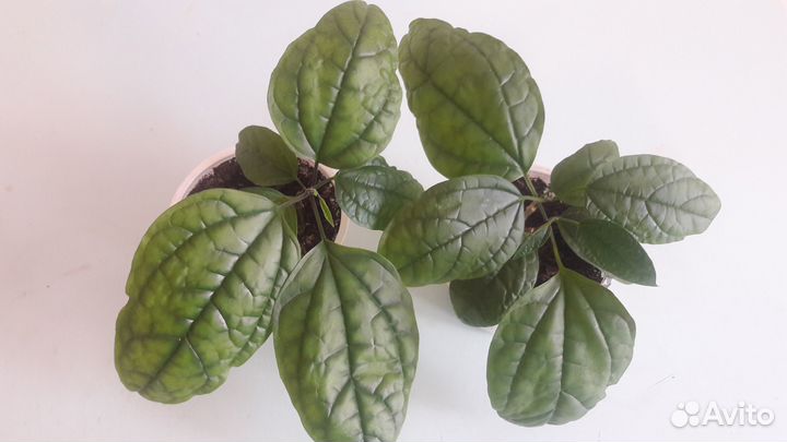 Абутилон и Клеродендрум